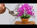 1 Tablespoon Per Month Orchid Will Have Glossy Green Leaves And Blooms All Year Round 1 Tablespoon Per Month Orchid Will Have Glossy Green Leaves And Blooms All Year Round