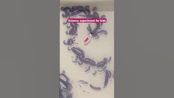 Squid Ink Science Experiment for Kids #shorts #science #TuffTray