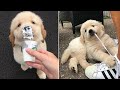 Funny and cute golden retriever puppys that will change your mood for good  most cute puppies