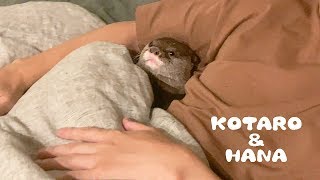 カワウソコタローとハナ　脇の下に挟まって寝ようとするコタロー　Otter Kotaro&Hana Chilling in My Armpit