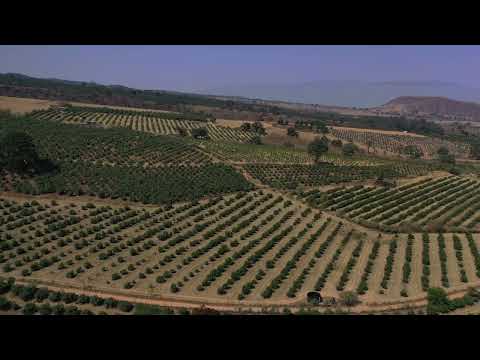 Huertas de aguacate en Ciudad Guzmán, Jalisco