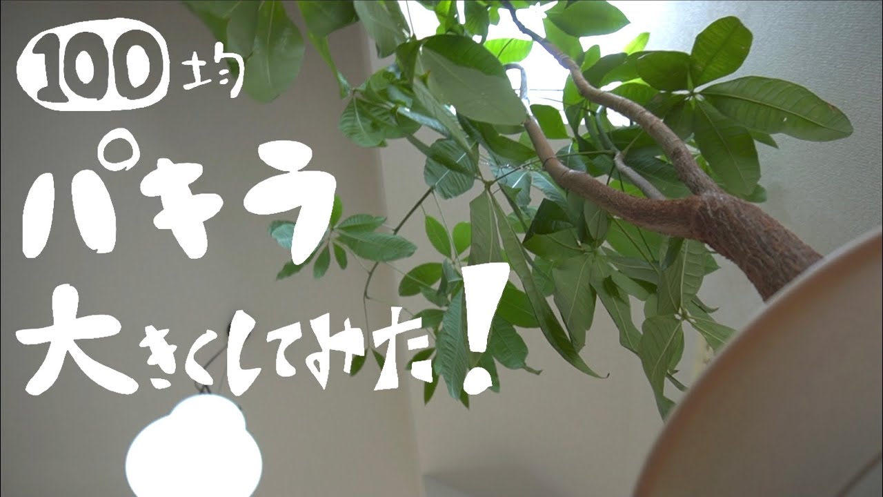 観葉植物 100均ガジュマルの8年後 Youtube