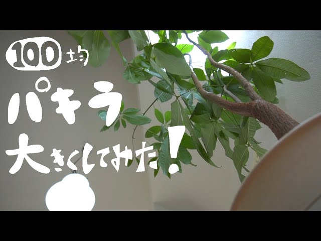 Houseplants] I Grew a $1 Money Tree from the Dollar Store to 1