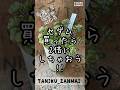 セダムがすぐに倍に増える方法