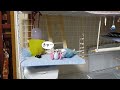 自分の部屋をきれいにするインコ。よくある片付け方。