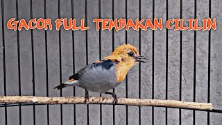 burung cit keres / kemade gacor isian cililin