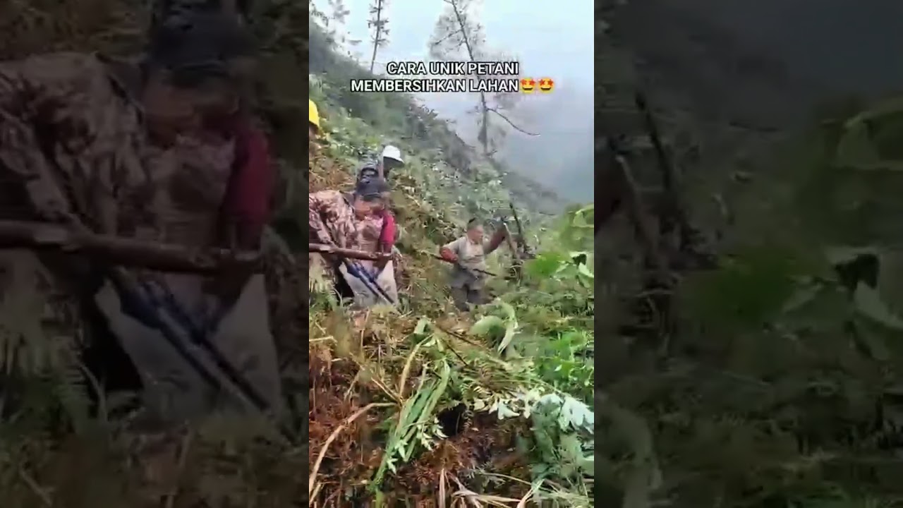 cara unik petani membersihkan lahan #shorts #budidayatanaman #pertanian #hutan #petani #garden #fypシ