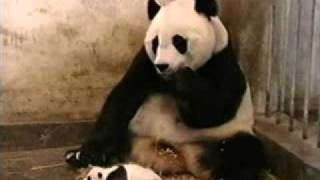 Прикол панда такой ржачч!!!!!!.vk.flv