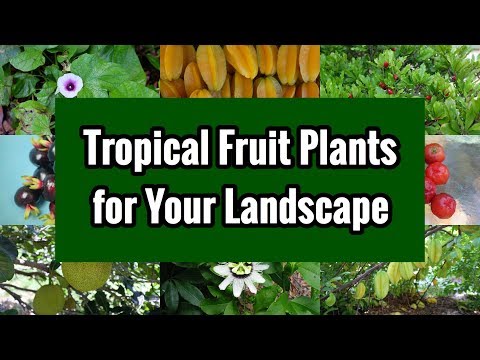 How To Landscape Garden Fruit Tree?