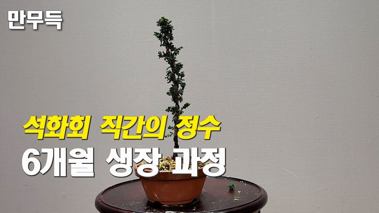 142. 석화회(石化檜) 직간의 정수