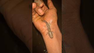 Ye machi dekho #shorts #trending #youtubeshorts #viral #subscribe #support #success #youtubecreator