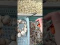 🔴Live Street Food Cooking | Fast Chef Skills, Fresh Taste & Food Lovers Cam的副本