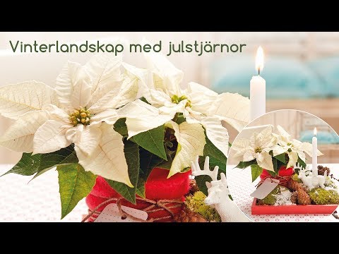 Video: Hur man dekorerar fönsterbrädor: dekorationsidéer