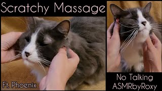 ASMR | Scratchy Cat Massage | 🐈 Lots of Purring | Fake Nails & Comb | NO TALKING | #asmr #catasmr