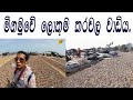මීගමු කරවල හදන ආකාරය බලමු | How to make Dried fish in Negombo