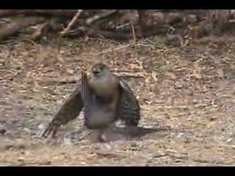 NATURE: Hawk catches a Dove