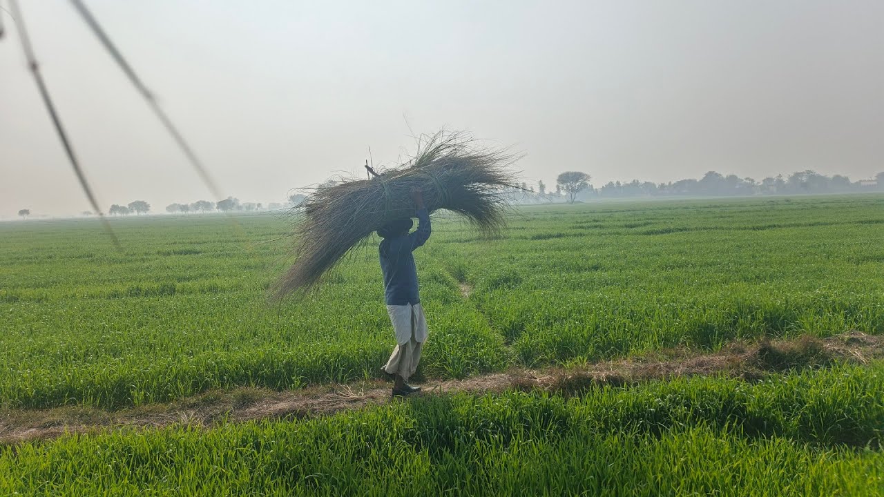 Drya ky kinary abo or rawal bhai mal maveshi   ka Chara Dhondhty hoye 