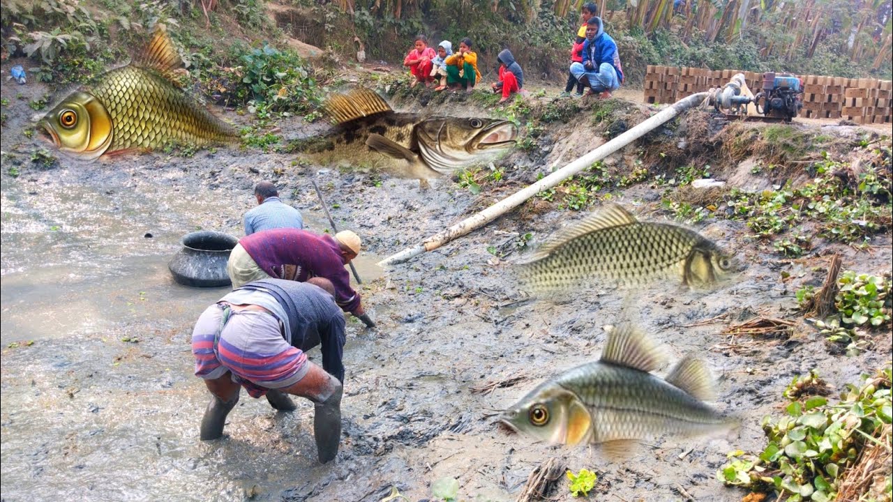 গ্রামের পুকুর সেচে ছোট বড় মিলিয়ে ২০ কেজি মাছ ধরলাম | Pond Dry Fishing | Village Fishing Bangladesh