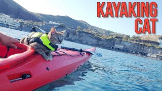 Kayaking Cat (Kitten Nala)