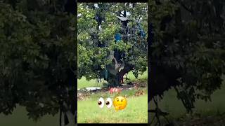 #reels #viralnow #fypyoutube #candiceblog #shortsfeed #trendingshorts #crazy #treehouse #homeless