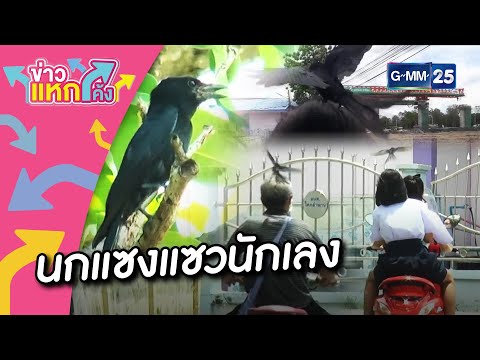 นกแซงแซวนักเลงไล่จิกชาวบ้าน |Highlight |ข่าวแหกโค้ง |GMM25