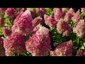Hydrangea paniculata living pinky promise