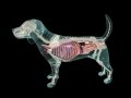 Glass Dog Anatomy