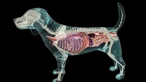 Glass Dog Anatomy