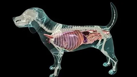 Glass Dog Anatomy - DayDayNews