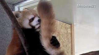 Red Panda Tail~反撃を試みるキン