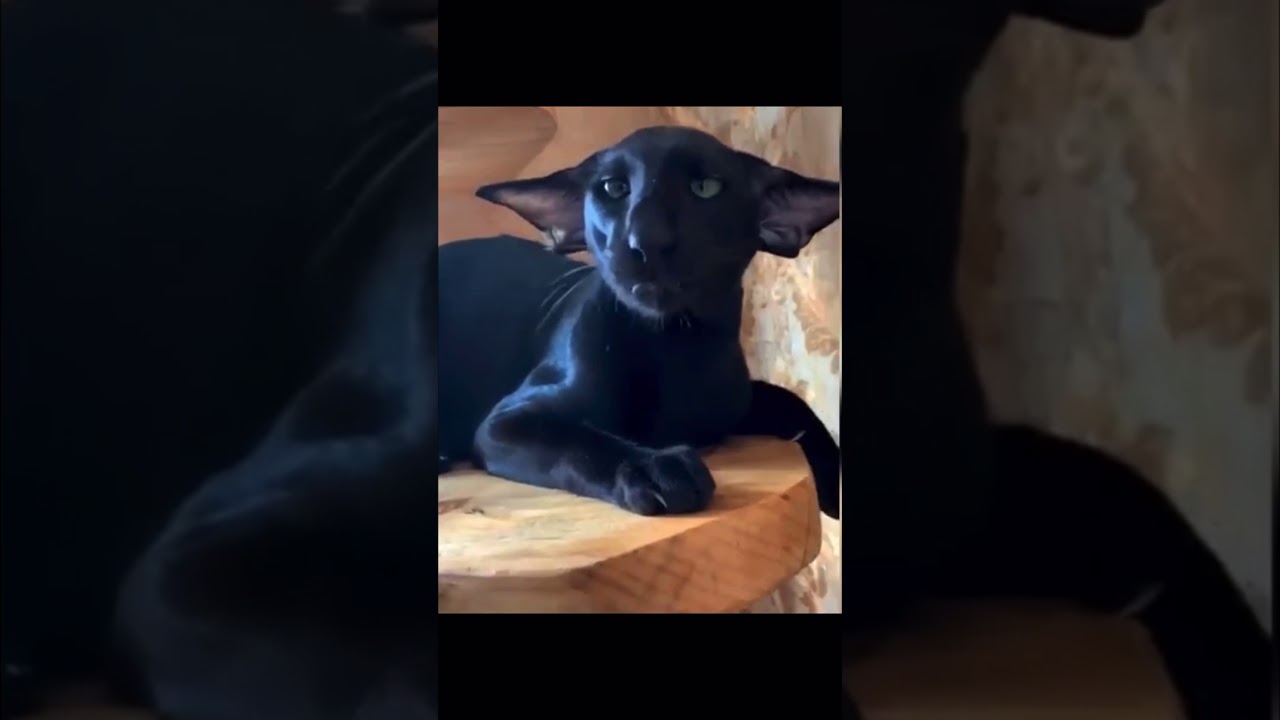 🙀🦇murciélago gato te dejara sorprendido 😰😱 