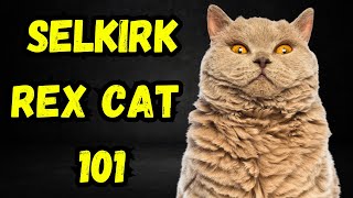 Selkirk rex cat pros and cons | Facts, Everything You Need To Know