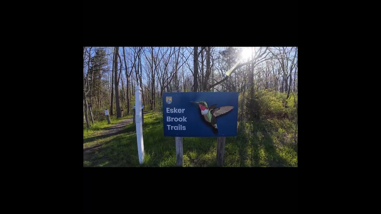 SUNNY MORNING WALK 4K #hiking #birdsong #nature