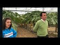 El cultivo de la papaya en la Región de Murcia.