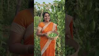 తక్కువ పెట్టుబడి తో దొండకాయ సాగు #subscribe #support #trending #agriculture #farming