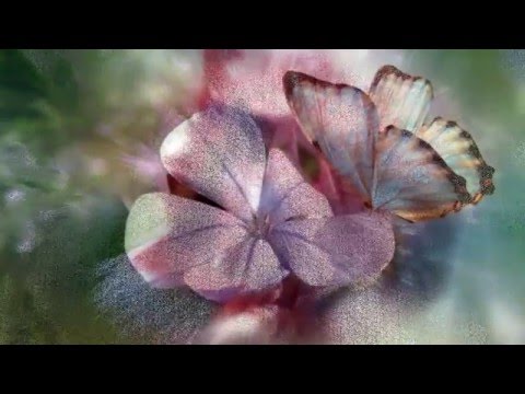 Video: Skaistākie dārza ziedi: vārdi un fotogrāfijas