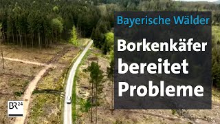 Bayerische Wälder: Borkenkäfer bereitet Probleme | BR24