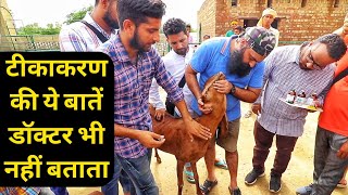 2 मिनट में सीखो टीकाकरण|How Take Blood Sample From vein at Sr Goat Training 9350146903