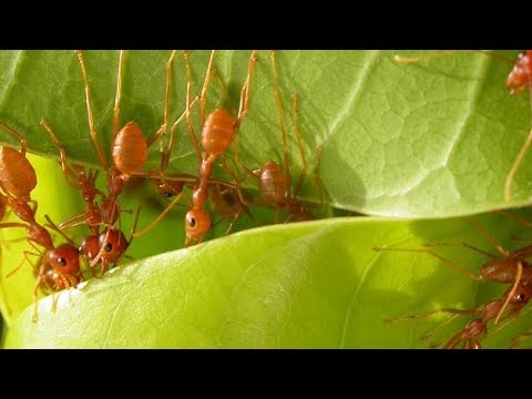 ভিডিও: বুলডগ পিঁপড়া: জীবনধারা এবং আচরণগত নিদর্শন