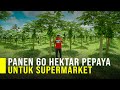 Dari modal 2 juta petani  mitra punya 60 hektar pepaya california untuk kebutuhan supermarket