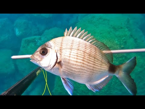 2 Farklı Mera🐟 Zıpkın Balık Avı(10)