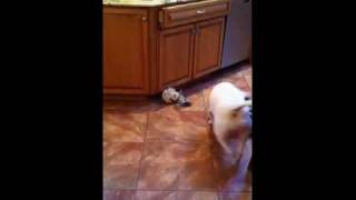 English Bull Terrier Bounce