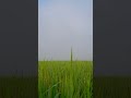 Morning on the rice field..