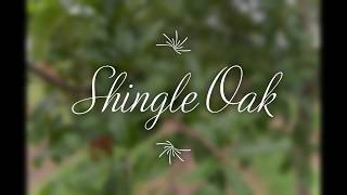 Shingle Oak