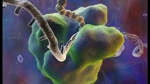 Introduction to Biology HD