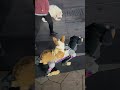 Corgi drove to Tongtong and successfully tamed the machine dog hahahaha #Corgi # #