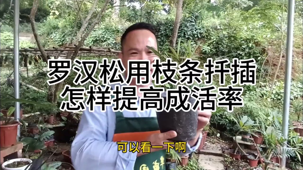 罗汉松用枝条扦插怎样提高成活率How to improve the survival rate of Podocarpus pine using branch cuttings