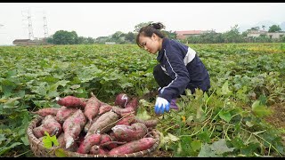 Harvesting Sweet Potatoes To Bring To The Market To Sell | Making Cakes From Potatoes | Anh Nhu