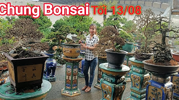 Đã mắt ngắm nhìn dàn Bonsai già thành phẩm vườn Bé Chung ở Bình Dương