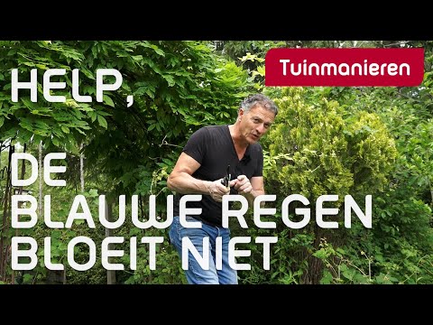 Video: Waarom sterven mijn blauwe regen?